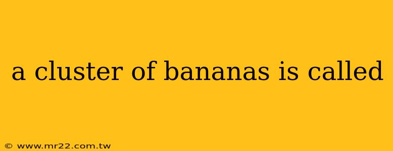 a cluster of bananas is called