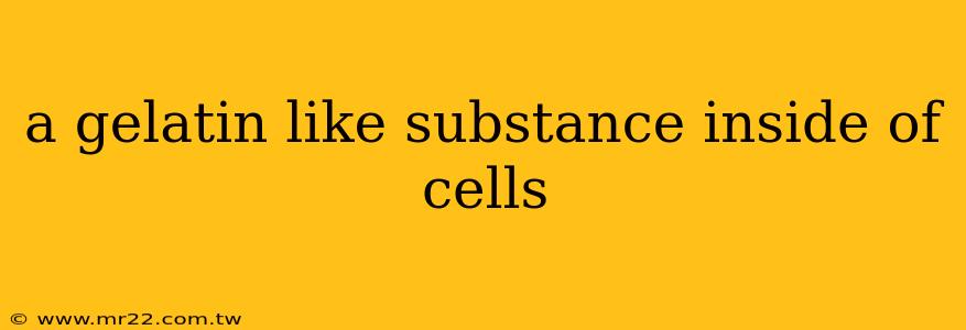 a gelatin like substance inside of cells