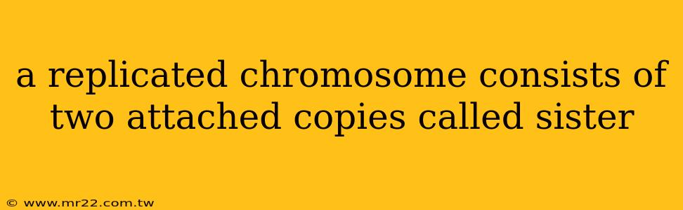 a replicated chromosome consists of two attached copies called sister