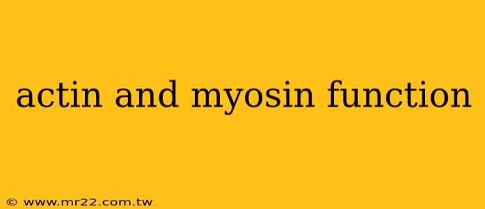 actin and myosin function