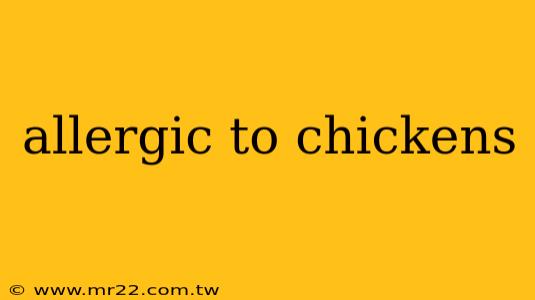 allergic to chickens