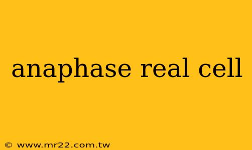 anaphase real cell