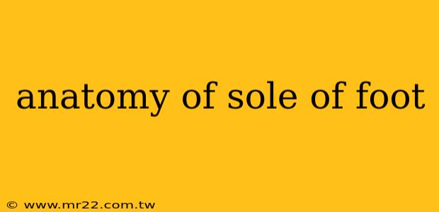 anatomy of sole of foot