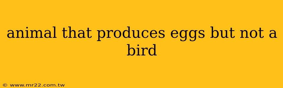 animal that produces eggs but not a bird