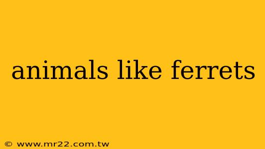 animals like ferrets