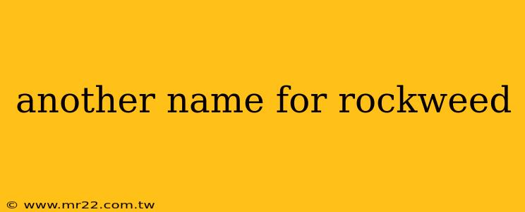 another name for rockweed