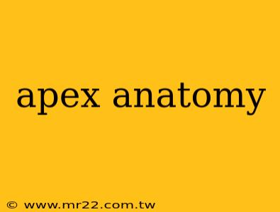 apex anatomy