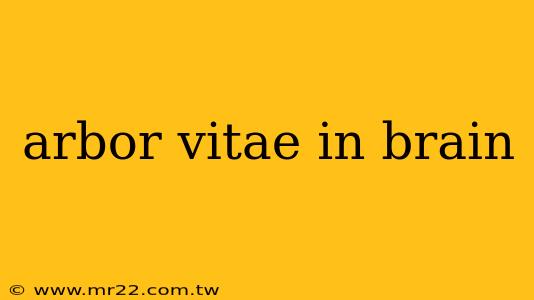 arbor vitae in brain