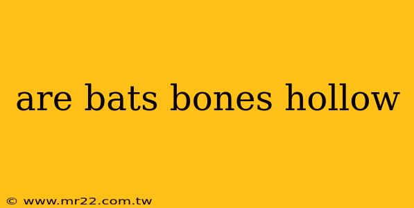 are bats bones hollow
