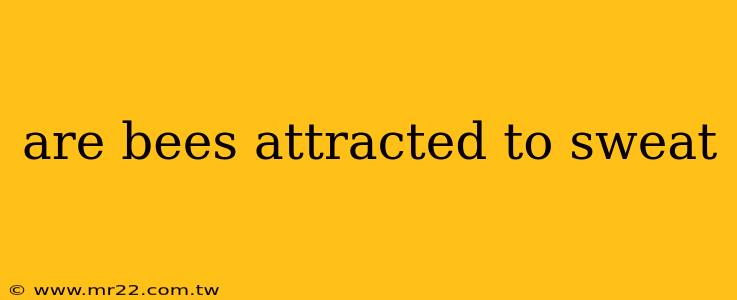 are bees attracted to sweat