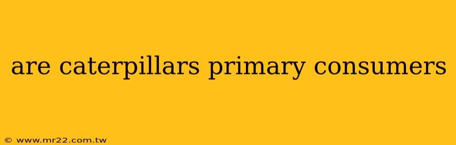 are caterpillars primary consumers