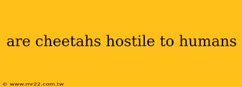 are cheetahs hostile to humans