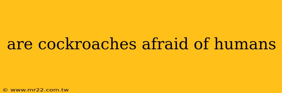 are cockroaches afraid of humans