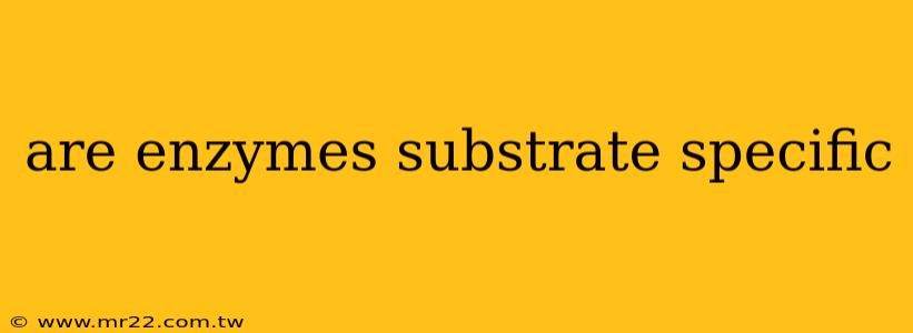 are enzymes substrate specific