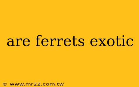 are ferrets exotic