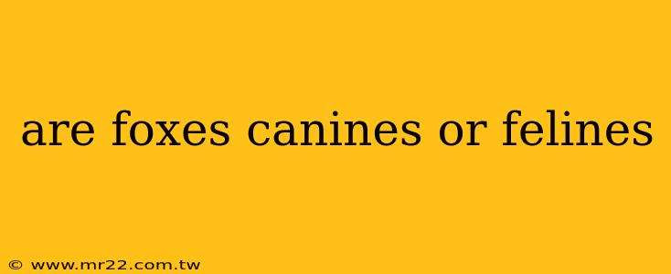 are foxes canines or felines