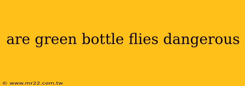 are green bottle flies dangerous