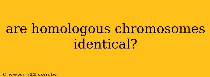 are homologous chromosomes identical?