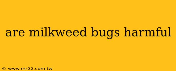 are milkweed bugs harmful
