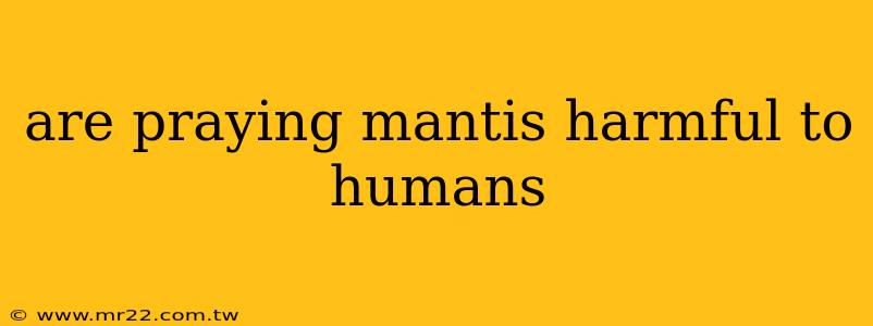 are praying mantis harmful to humans