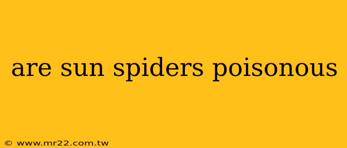 are sun spiders poisonous