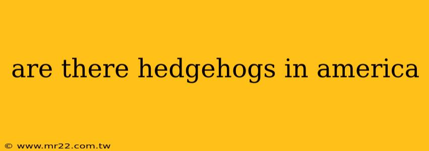 are there hedgehogs in america