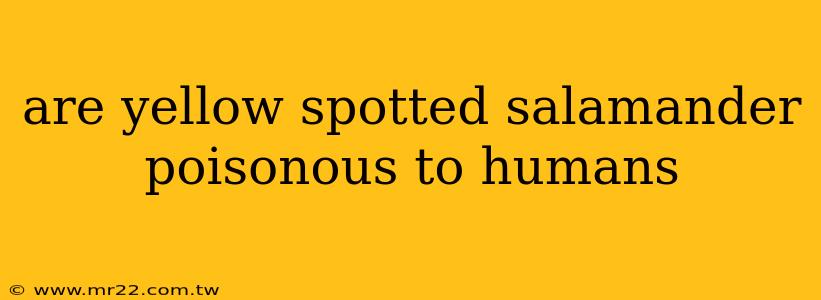are yellow spotted salamander poisonous to humans