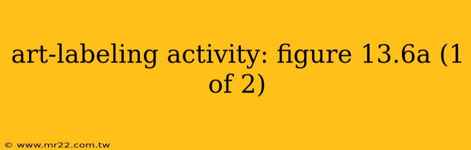 art-labeling activity: figure 13.6a (1 of 2)