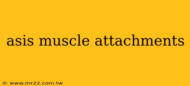 asis muscle attachments