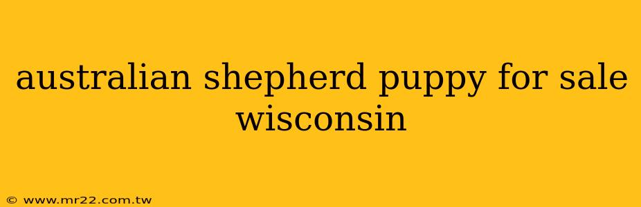 australian shepherd puppy for sale wisconsin