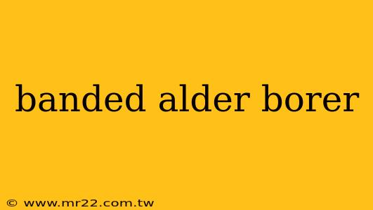 banded alder borer