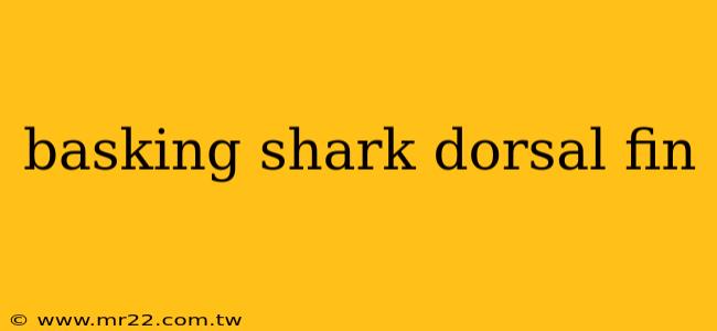 basking shark dorsal fin