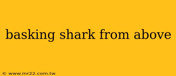 basking shark from above