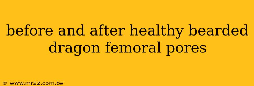 before and after healthy bearded dragon femoral pores