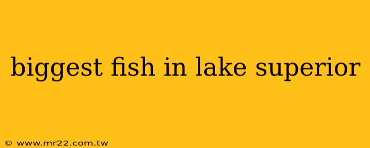 biggest fish in lake superior