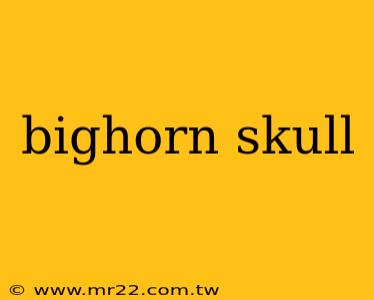 bighorn skull