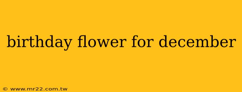 birthday flower for december