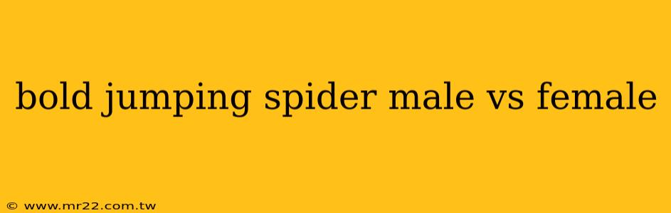 bold jumping spider male vs female