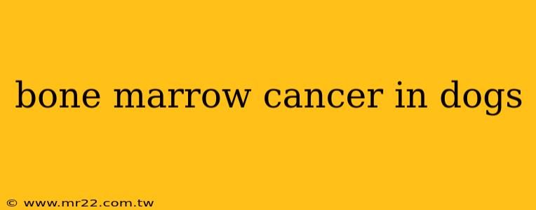 bone marrow cancer in dogs