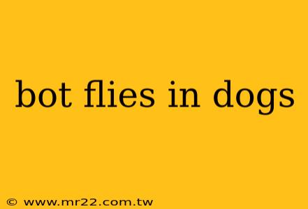 bot flies in dogs