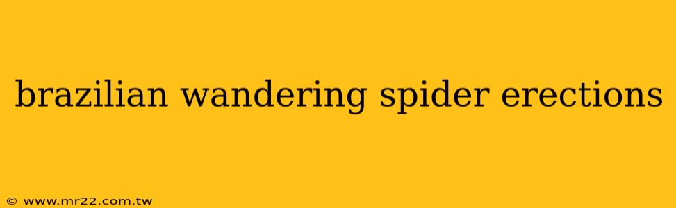 brazilian wandering spider erections