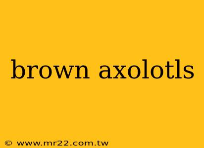 brown axolotls