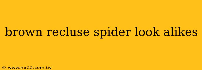 brown recluse spider look alikes