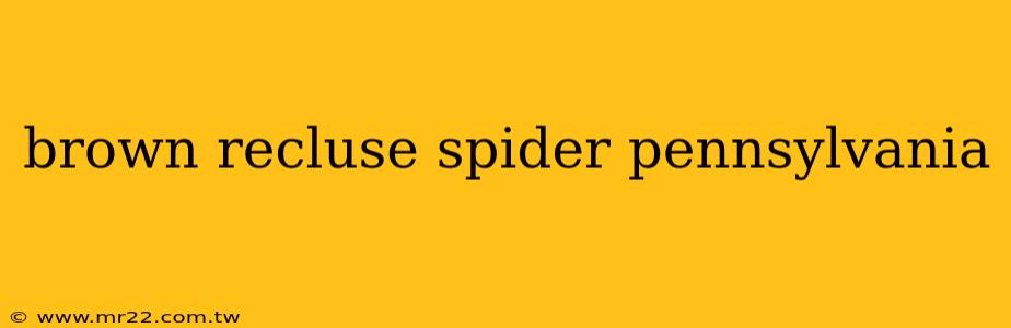 brown recluse spider pennsylvania