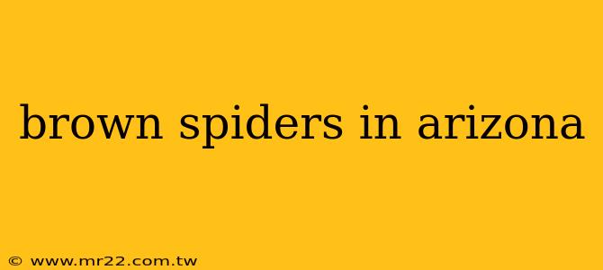 brown spiders in arizona