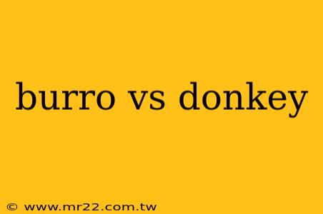 burro vs donkey