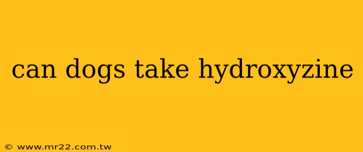 can dogs take hydroxyzine