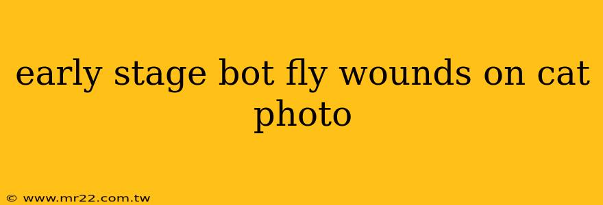 early stage bot fly wounds on cat photo