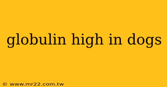 globulin high in dogs