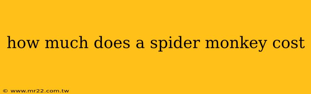 how much does a spider monkey cost